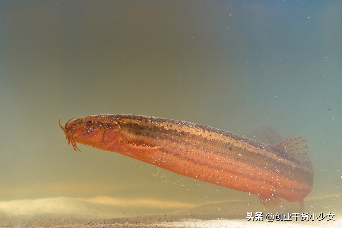 泥鳅养殖技术一亩地投资多少钱,泥鳅养殖什么最赚钱