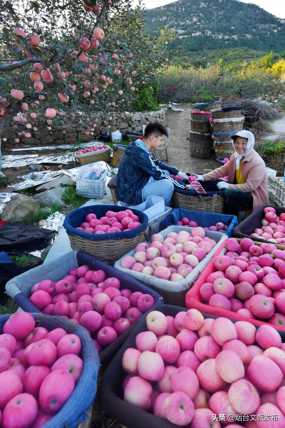 冬天蓬莱好吃的,鲜美蓬莱