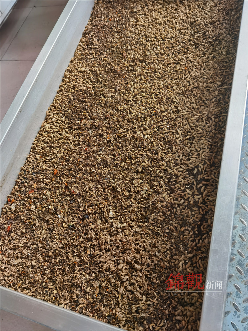 厨余垃圾可再生,厨余垃圾和其他垃圾处理方法