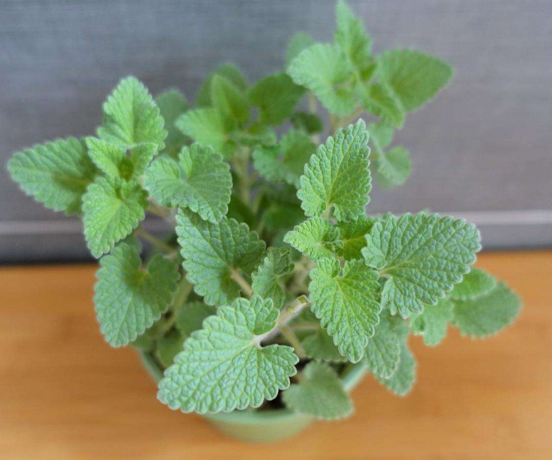 猫薄荷为什么只对猫科动物有用,猫和猫薄荷有什么相同点