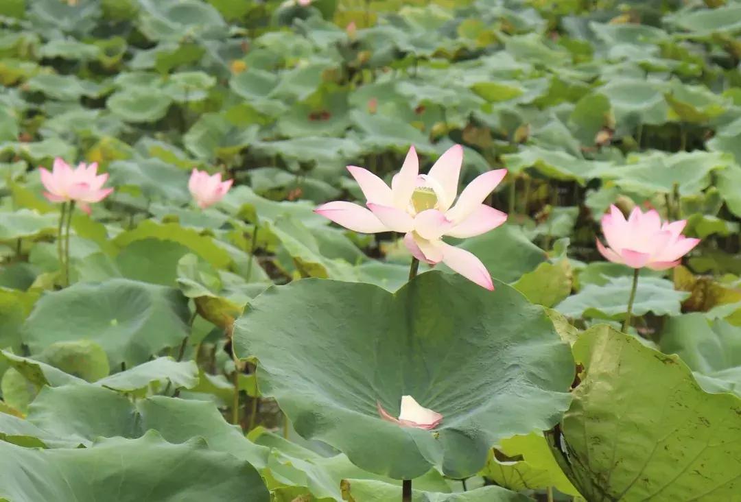 又到一年赏荷季又见荷花,广州莲花山荷花