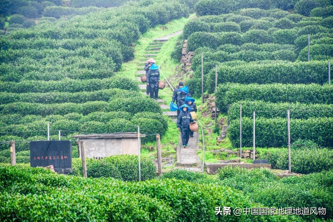 中国茶叶分布图,中国茶区详细分布图