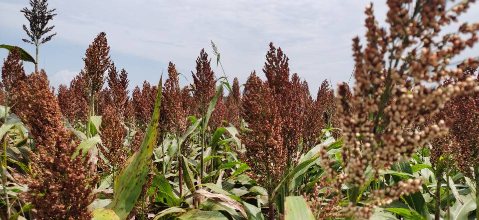 红了！红了！这些天的南充市嘉陵区龙蟠镇真的是“红遍天”了