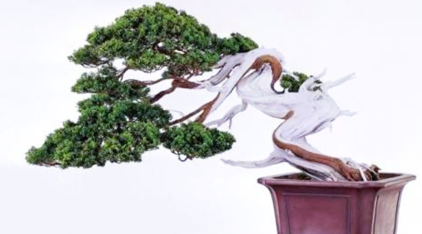 柏树舍利干涂石硫合剂多久涂一次,柏树盆景剥舍利干方法