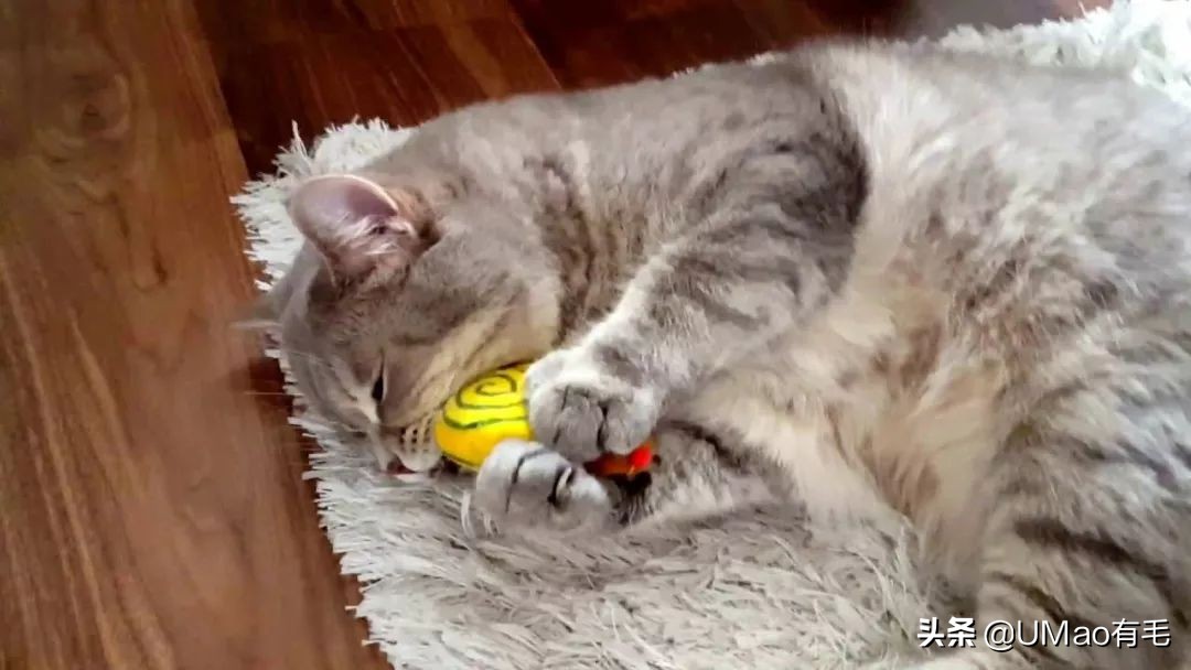 预防应激！6招帮猫咪减少焦虑