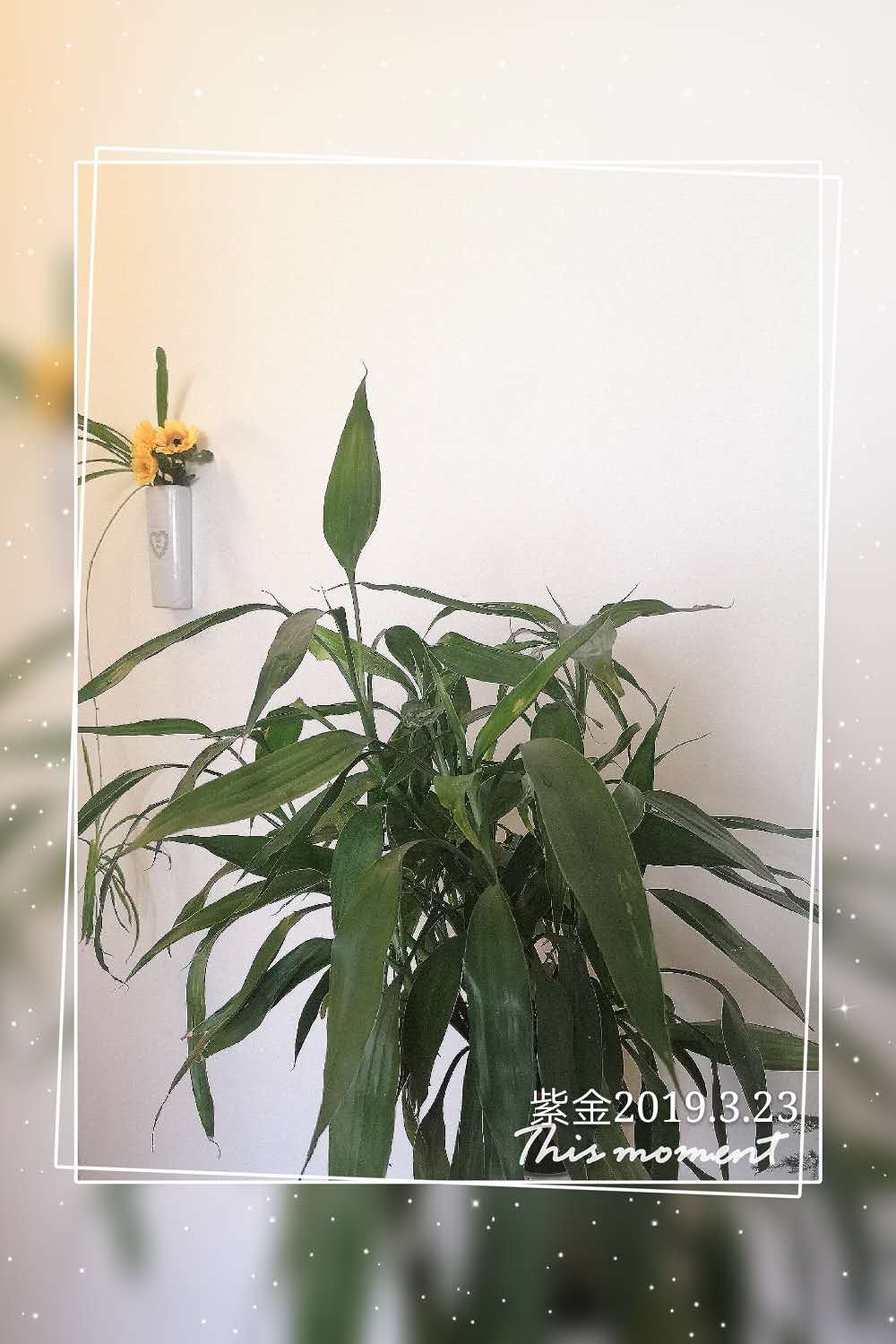 为什么水培竹子叶子发黄？怎么处理