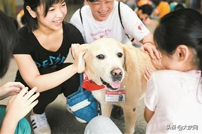 狗狗持证上岗当医生,狗狗医生怎样出勤