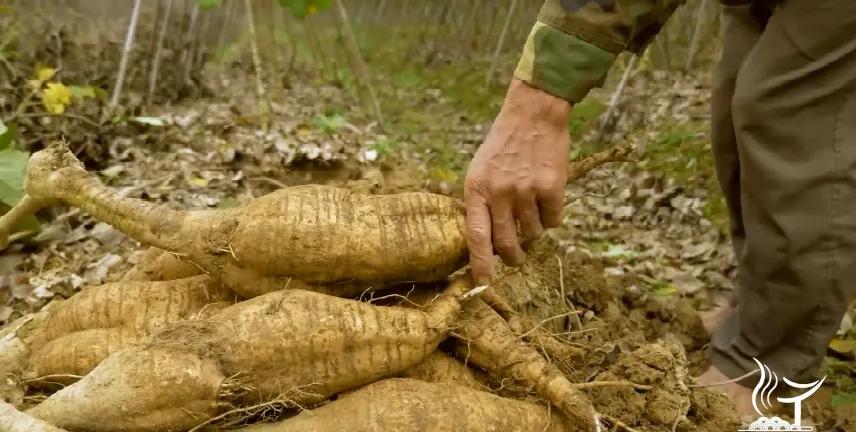 葛根性寒加什么暖胃,北有人参南有葛根的功效和作用