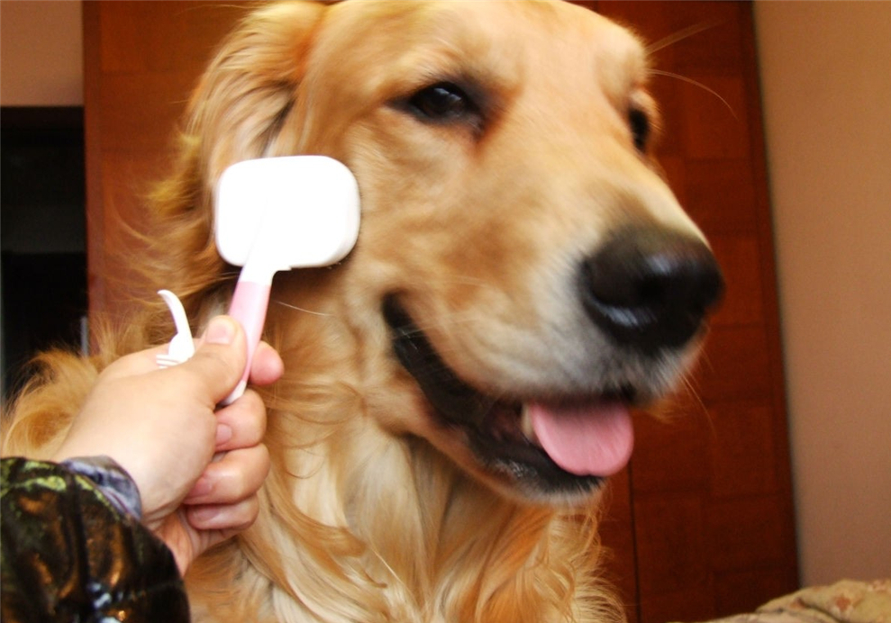 狗子洗澡的正确方法,去宠物店给狗洗澡注意什么