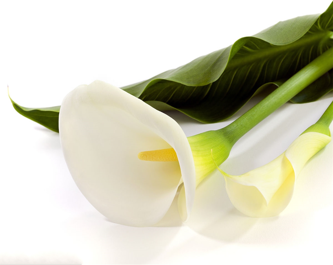 马蹄莲养殖方法与注意事项,马蹄莲的养殖技术和管理方法视频