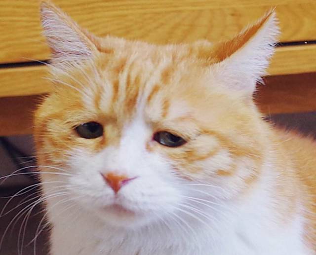 会计专业毕业应聘的岗位有,会计专业毕业就有会计证吗