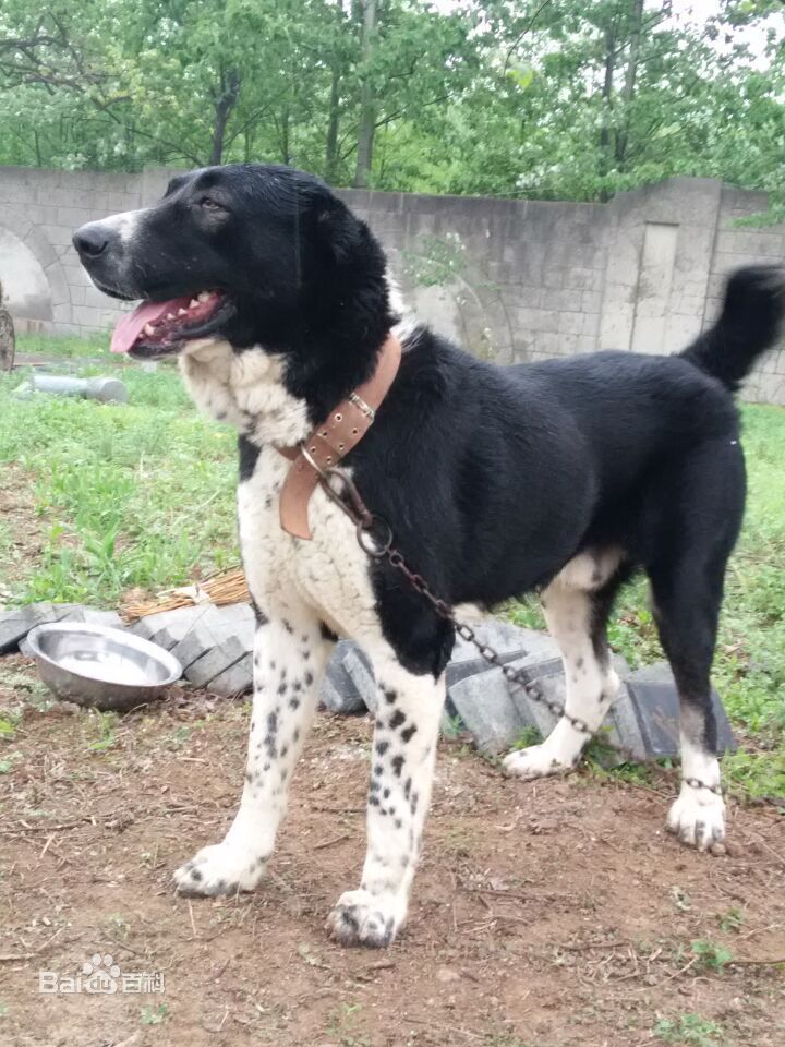 宠物狗大全免费观看,什么狗最好养又听话又聪明大型犬