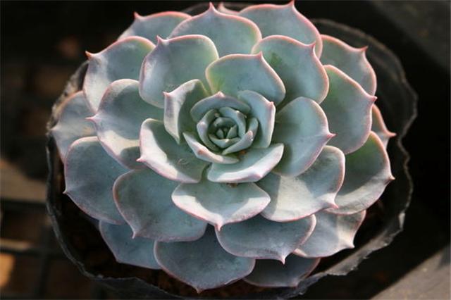 多肉蓝石莲怎么养更漂亮,多肉品种蓝石莲怎么养好