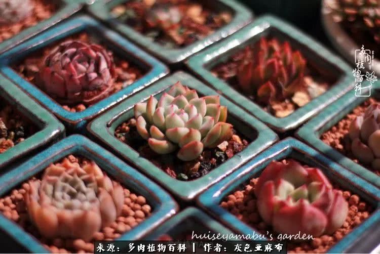 许我向你看,许我向你看演唱