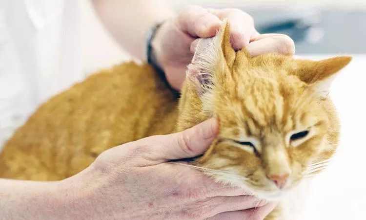 猫咪耳螨清洁小妙招,猫咪耳螨耳垢用耳液还是用耳油好