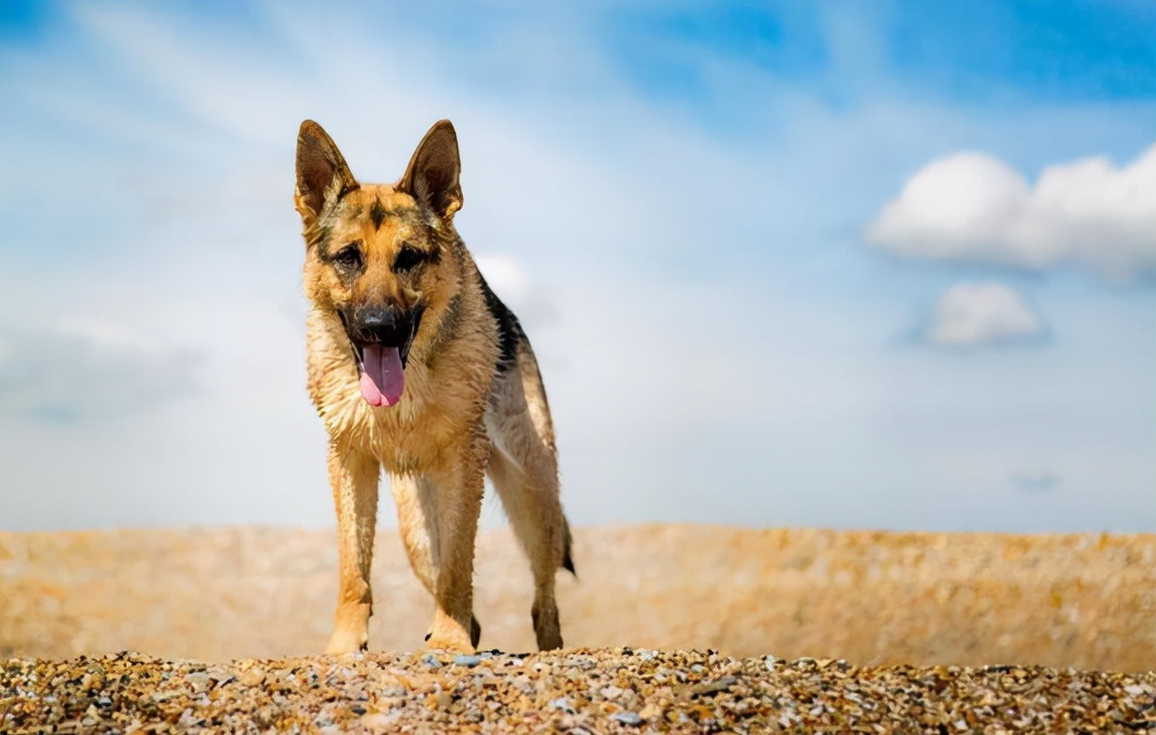 德国牧羊犬乱咬,边境牧羊犬挑食怎么办