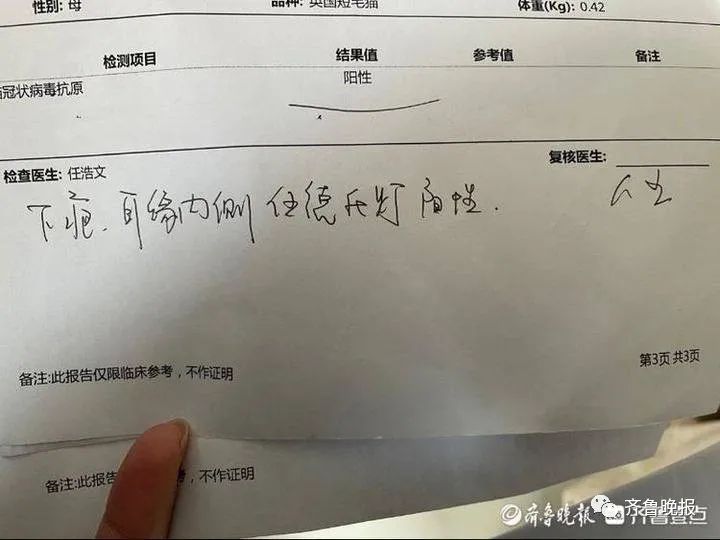 猫咪拉稀治愈花多少钱,猫去了一趟宠物医院就拉肚子