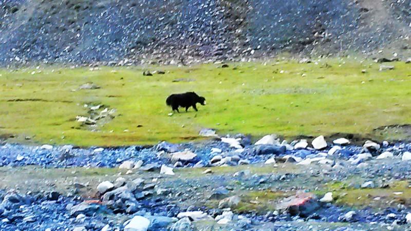 带上UL从狼塔C回家