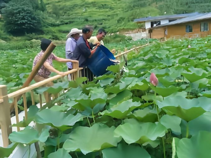 贵州铜仁阡城莲花谷农业专业合作社诚邀您加盟双惠互利共赢