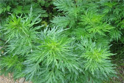 艾草是中草药中的仙草,艾草仙草