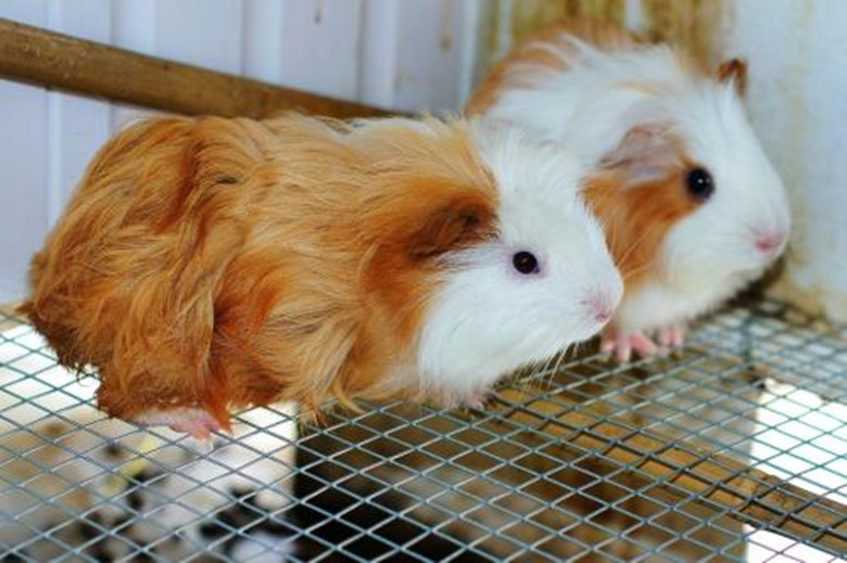 短逆毛荷兰猪可以养到几岁,养荷兰猪需要准备什么东西