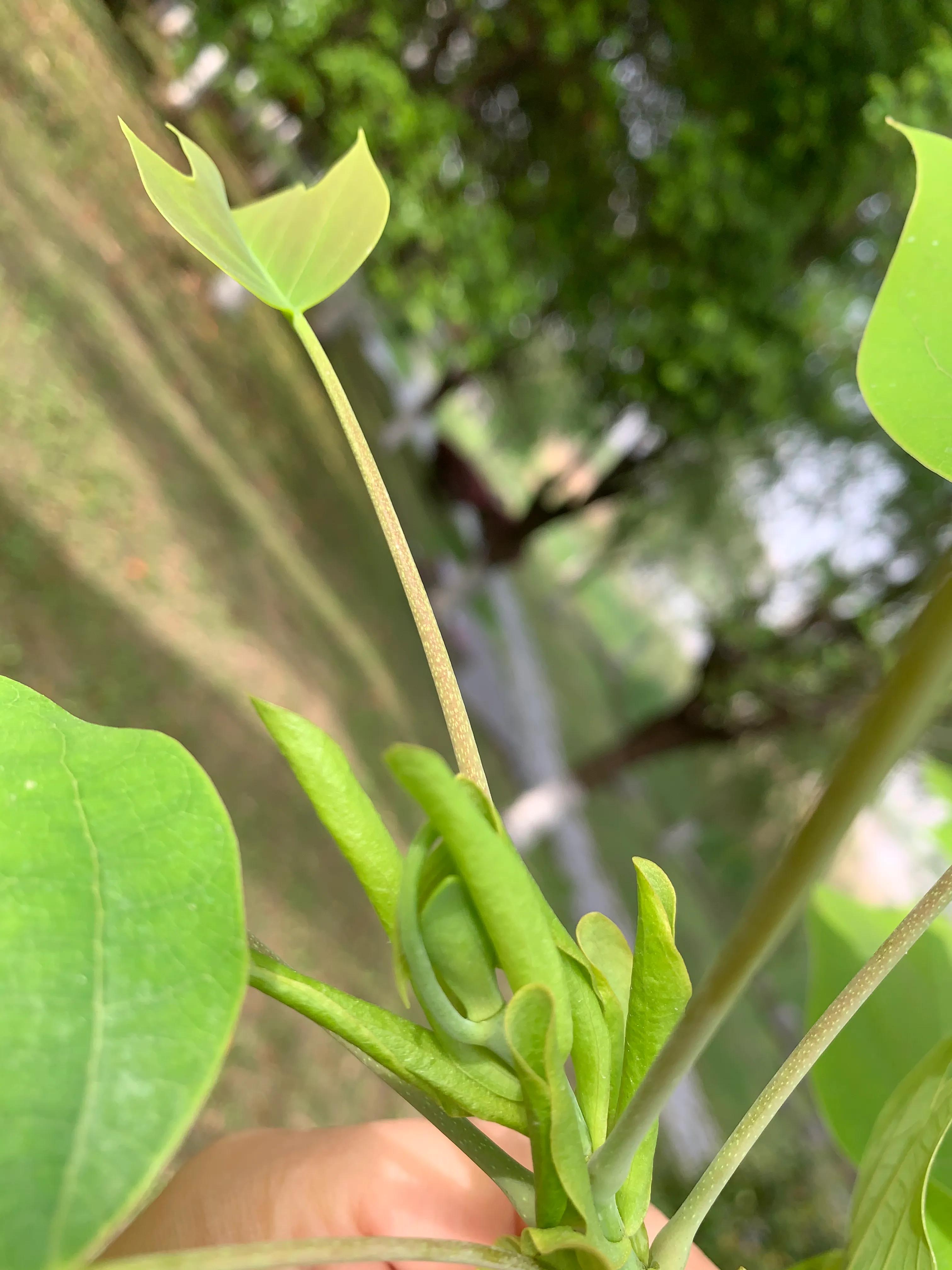 像鹅掌楸的树,小叶鹅掌楸大树