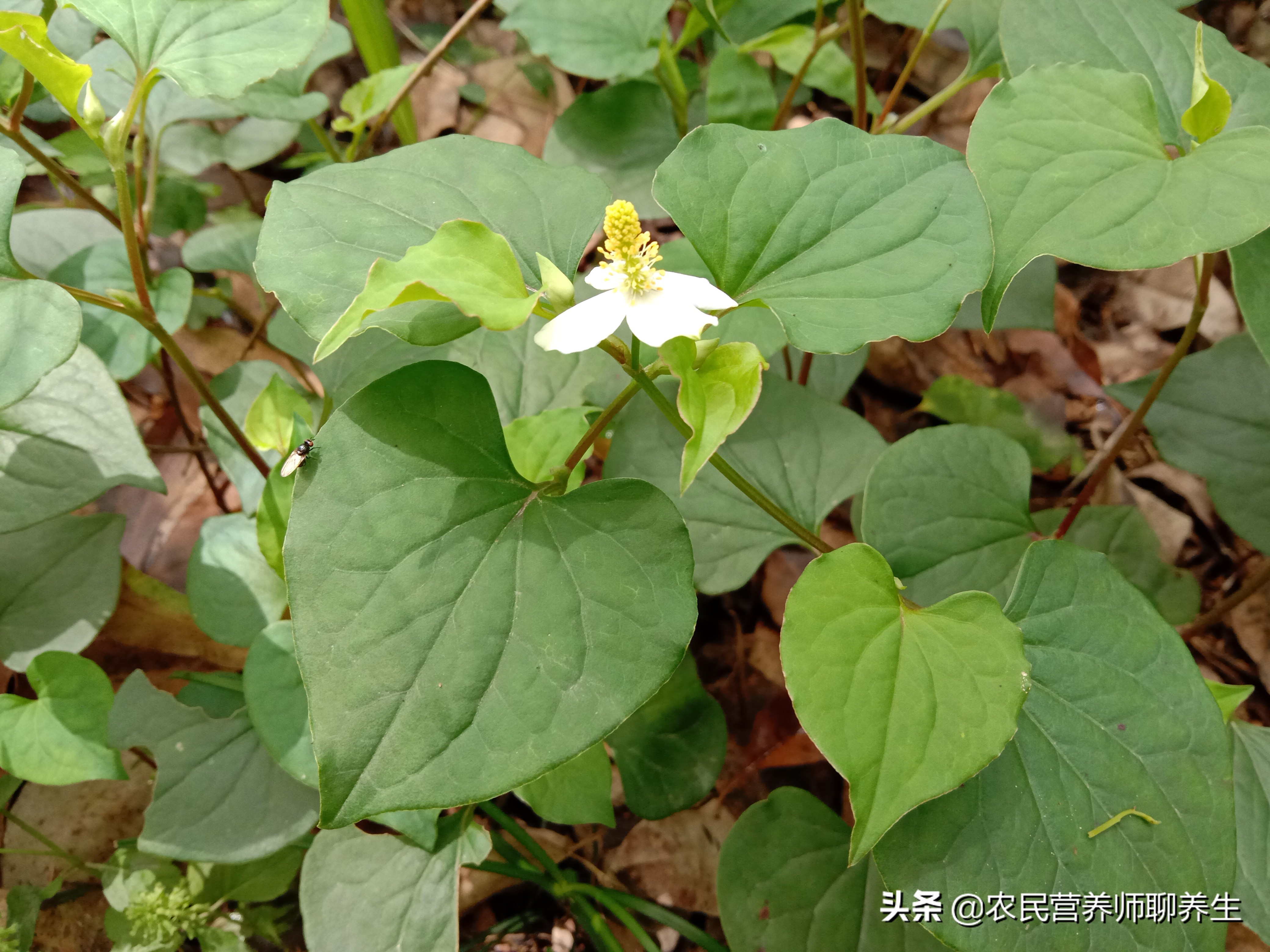 鱼腥草煮水洗澡能治湿疹吗,鱼腥草泡水洗澡可以给婴儿洗吗