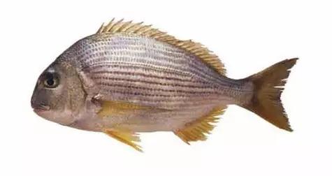 世界顶级海鲜鱼类,史上最完整鱼类海鲜图鉴