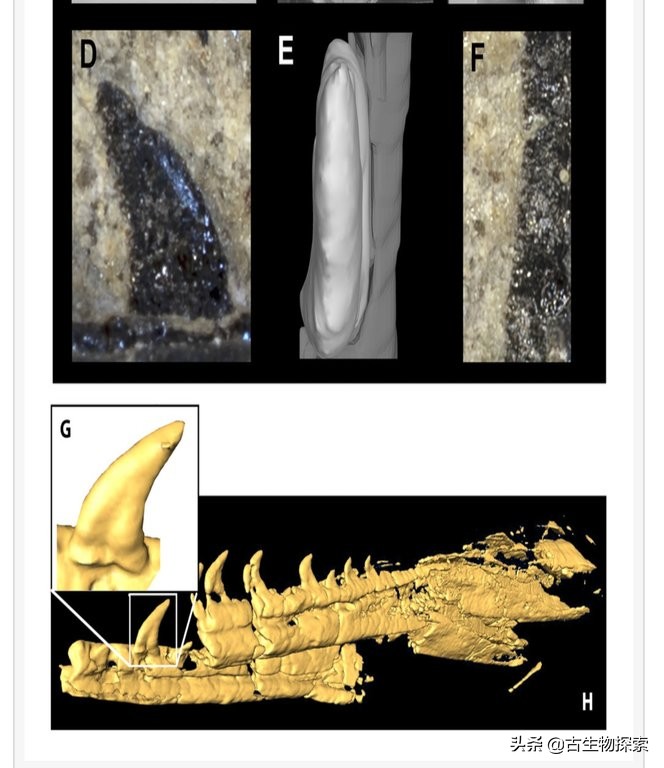 北美洲的恐龙有哪一些,阿根廷发现最古老巨型恐龙