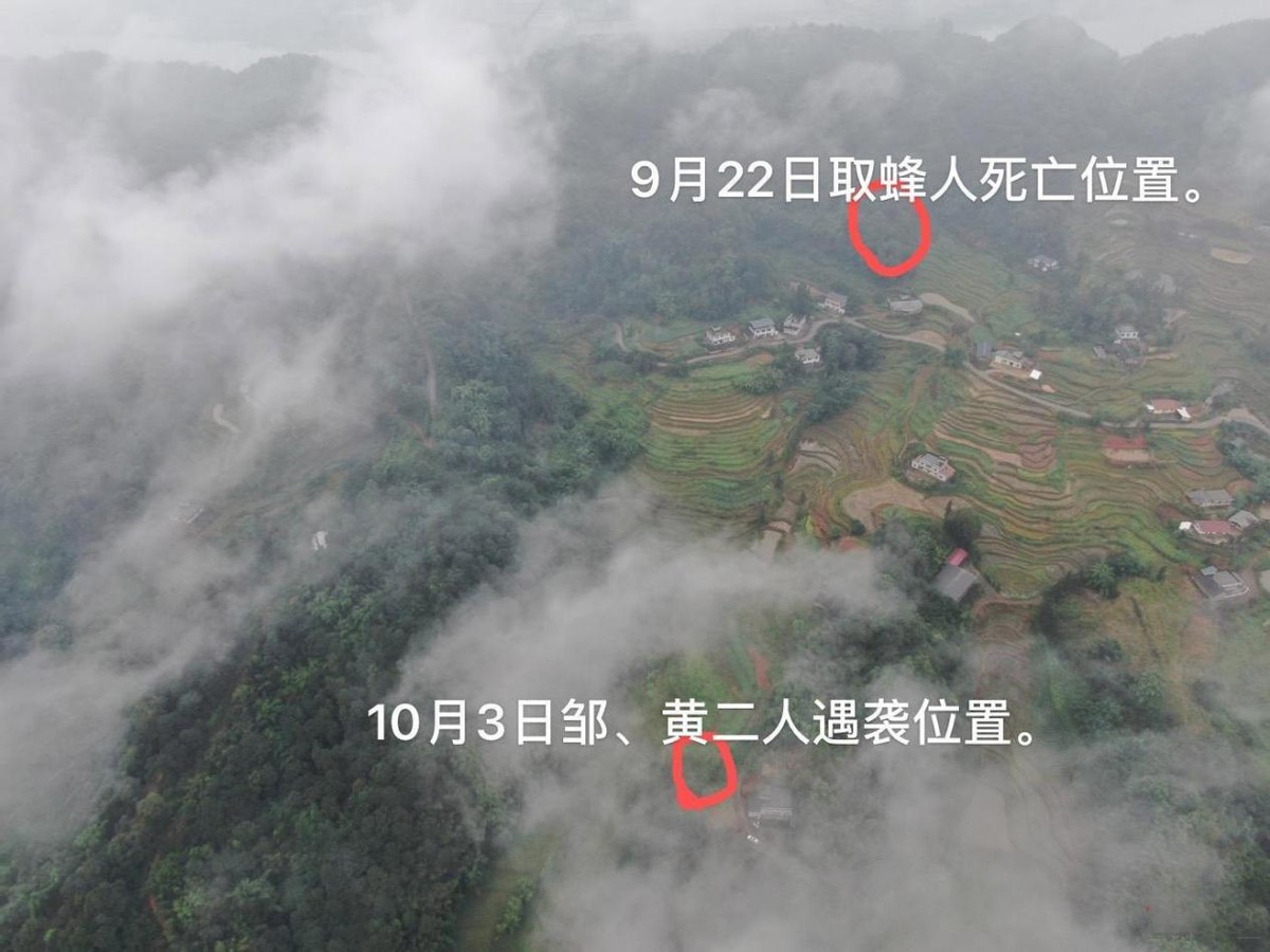 别人打马蜂后路人被攻击怎么办,打死马蜂会被其它马蜂报复吗