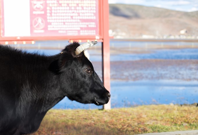 消失的地平线上的“香巴拉”和“女儿国”（二）