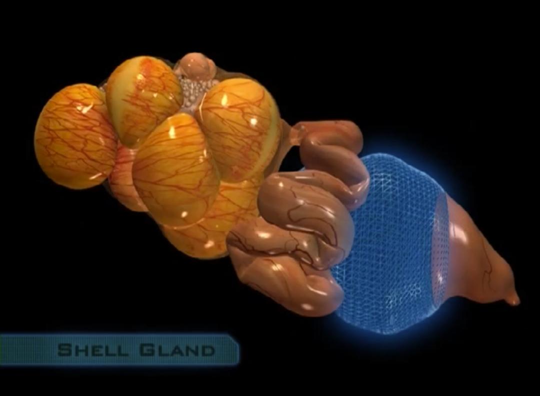 超生动|家禽生殖系统结构和禽蛋形成过程