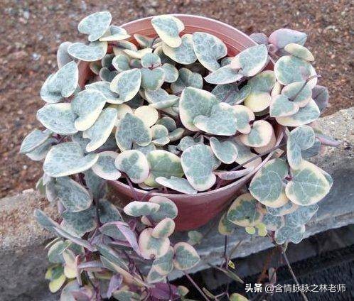 家里植物长得不好有什么说法,家里什么植物都养不好是什么原因