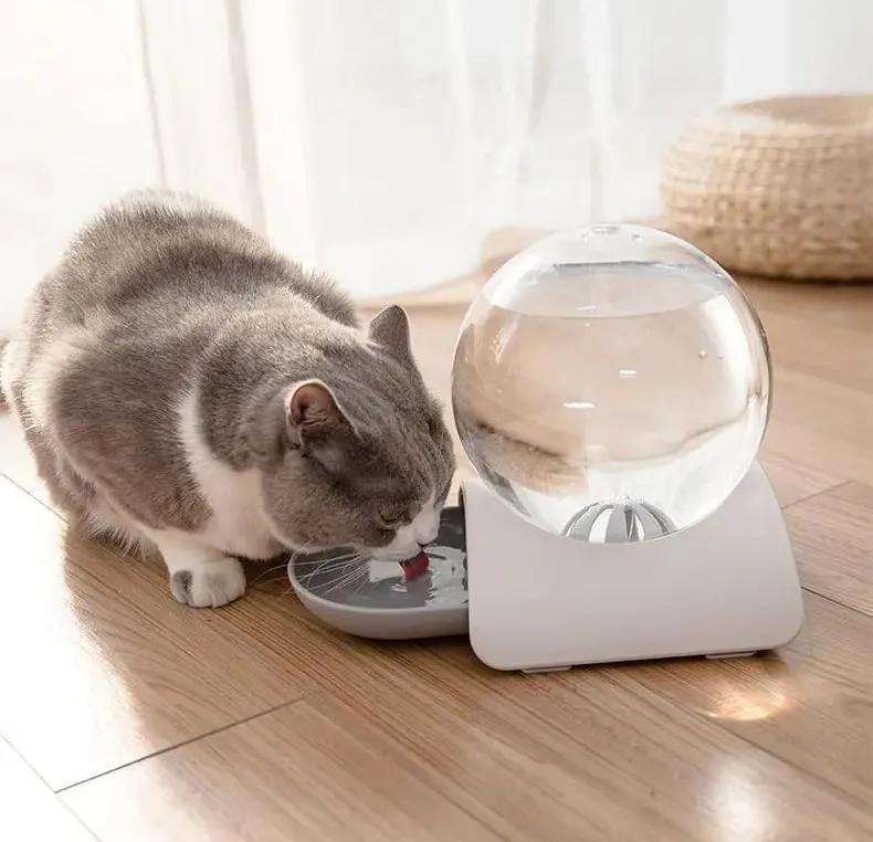 铲屎官最担心猫咪的几件事,爱玩水的猫怎么治