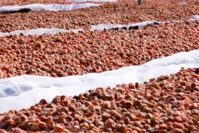 大理的一棵梅花,一棵大理梅品百味解千愁