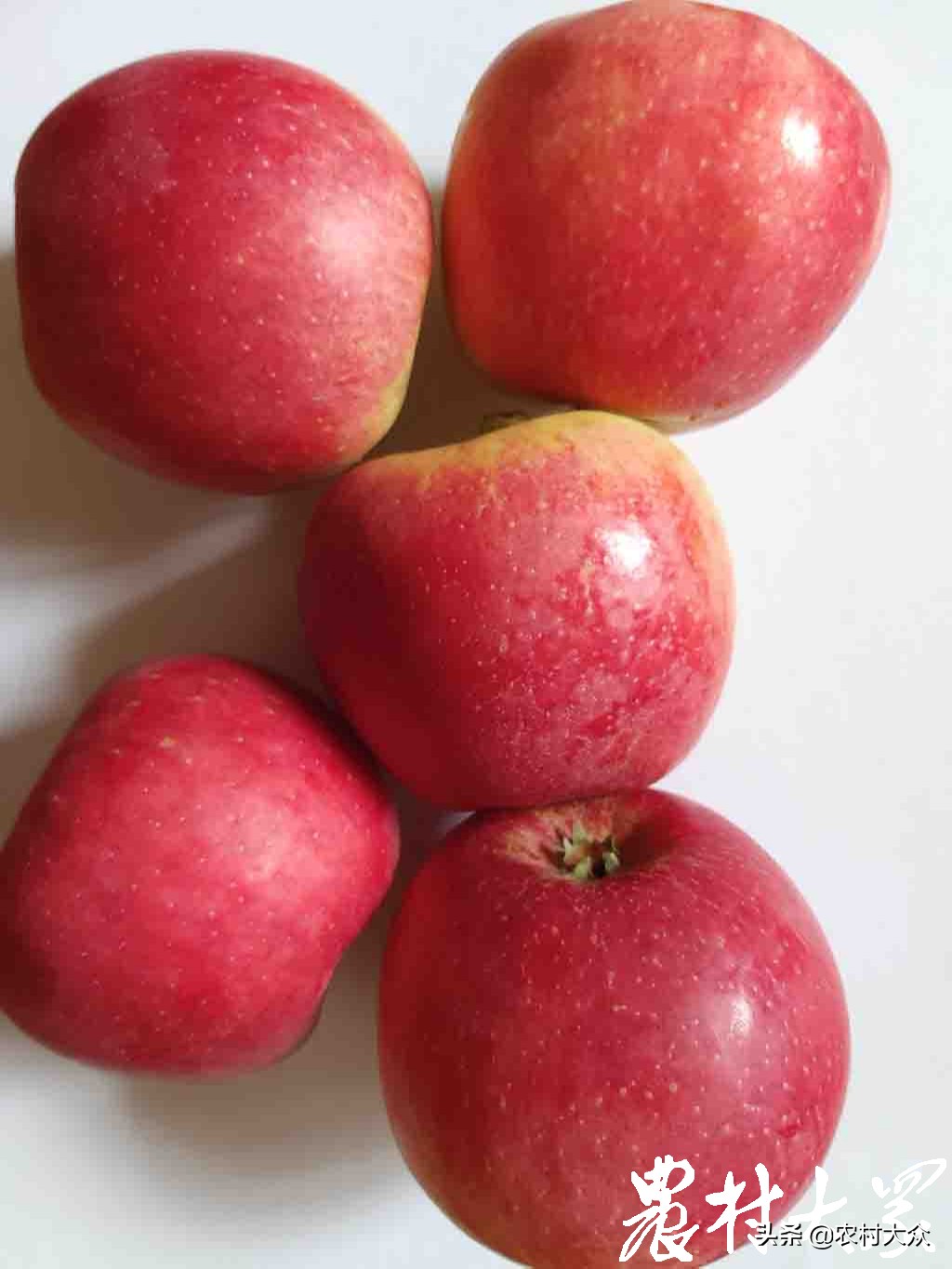 苹果新品种鲁丽,花10000买苹果最新款有必要吗