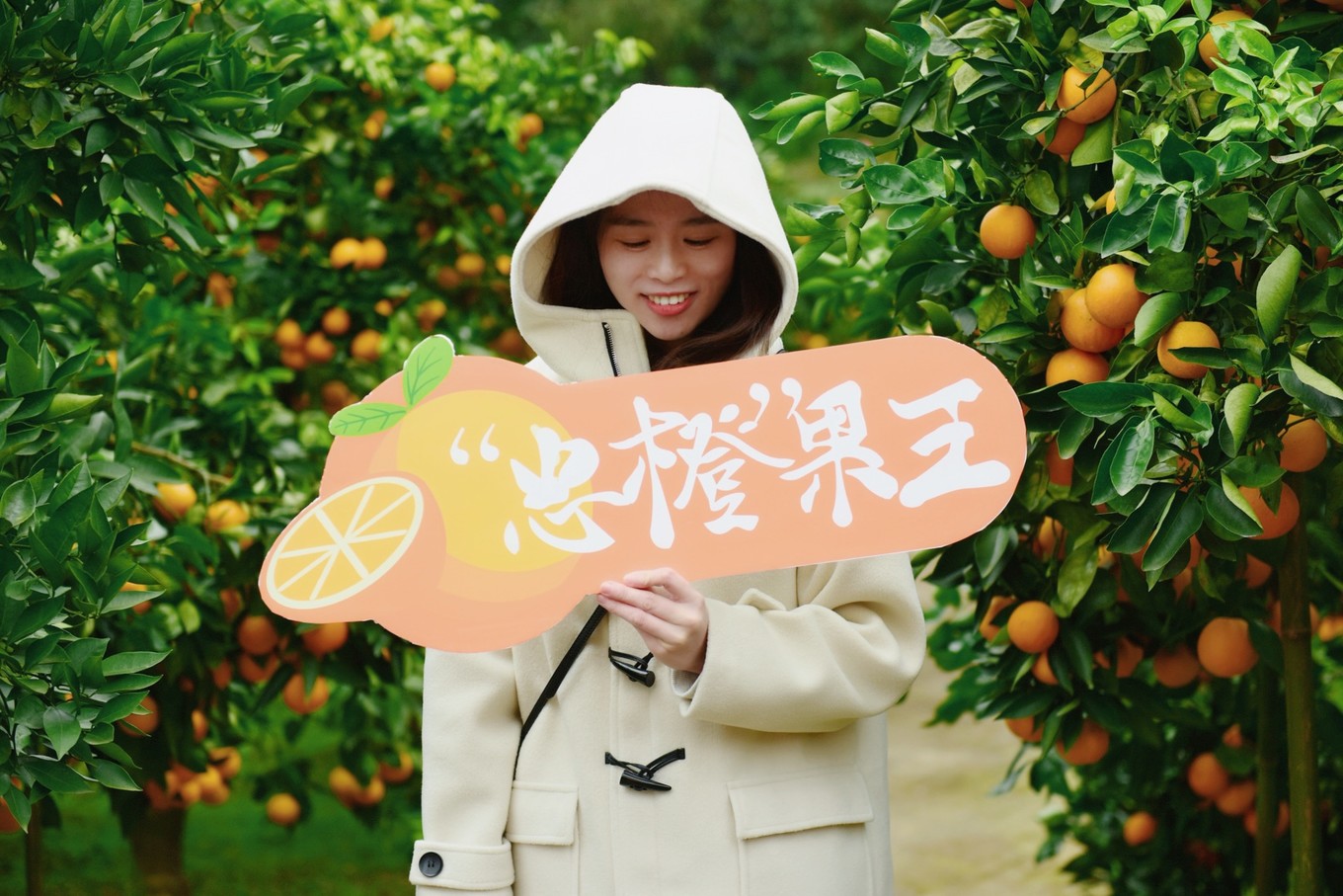 重庆市忠县柑橘园,柑橘之乡忠县