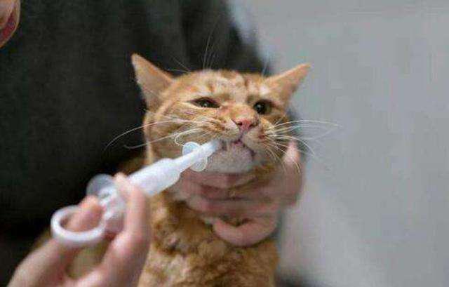 猫咪得了脂肪肝治疗费用,猫咪不吃东西几天会得脂肪肝