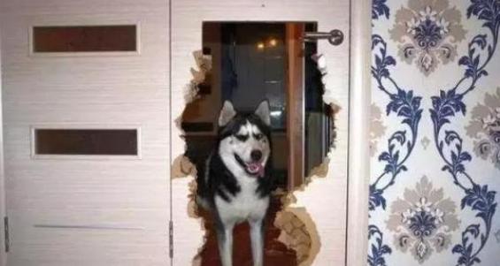 饲养哈士奇,养哈士奇新手要注意什么事项