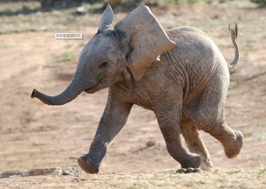 狗狗的宝宝,狗狗的宝宝日常