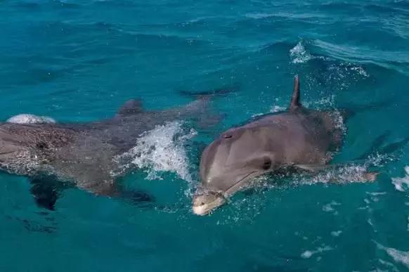 澳大利亚海洋生物旅游,澳大利亚海上游