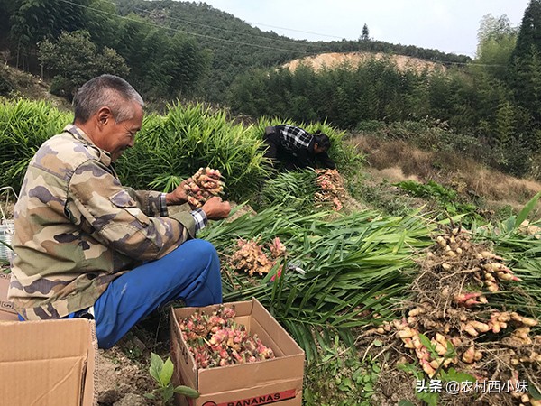 如何种植可以提高生姜的产量,生姜怎么种植有更高的产量