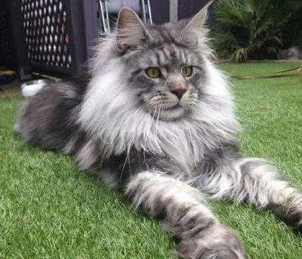 猫的种类大全缅因猫,古老的大型猫咪缅因猫