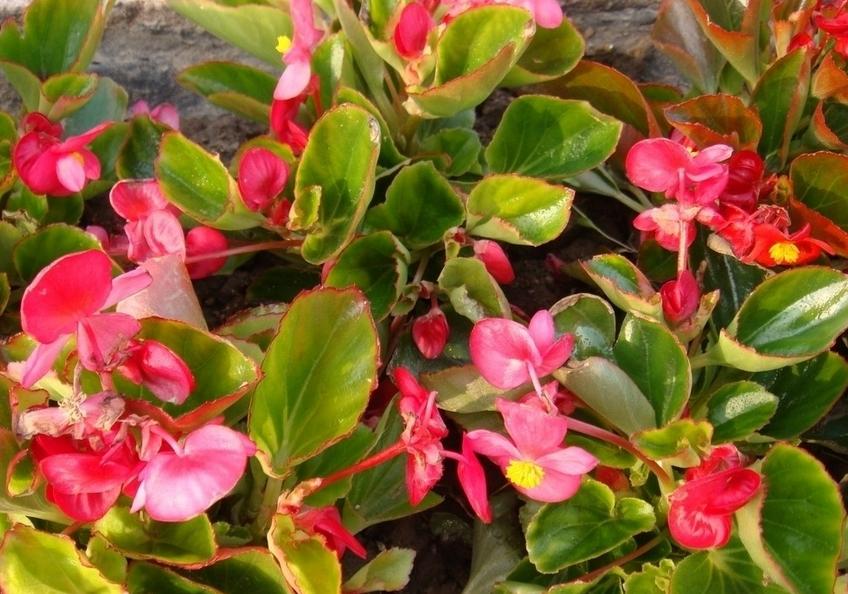 阳台散文随笔,散文阳台