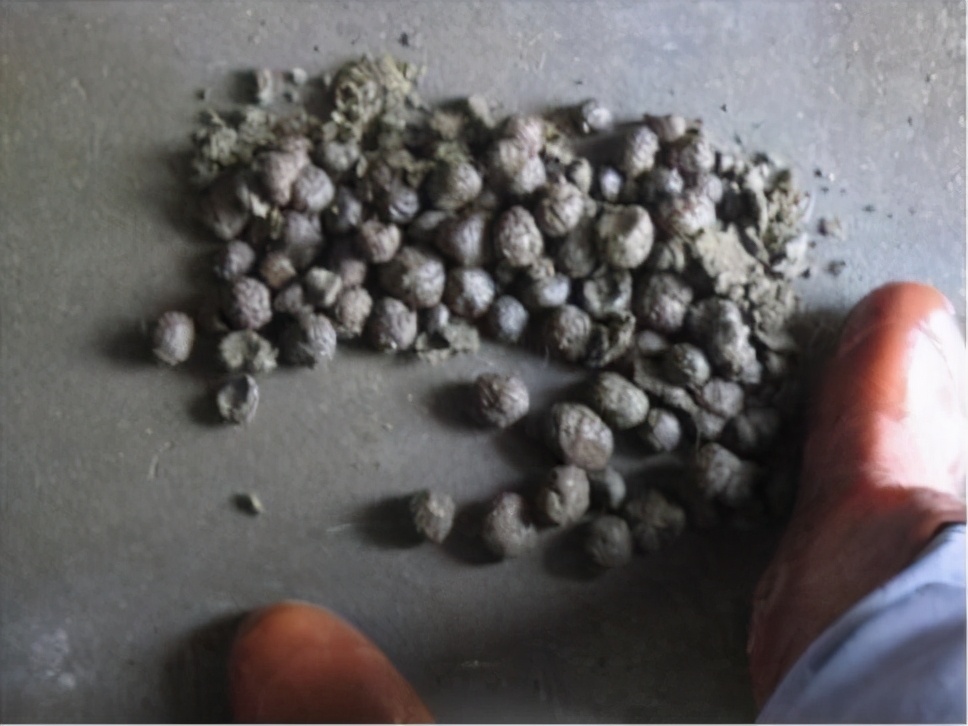 肥猪拉干粪食欲减少怎么办,猪拉干屎不吃食最有效的土办法