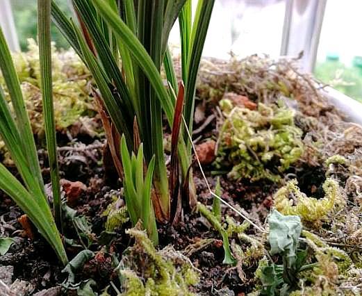 兰花发新芽怎么养护,兰花出芽怎么养护和管理