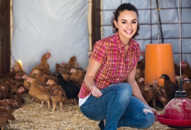 鸡拉料便是什么原因造成的,鸡拉饲料便用什么药
