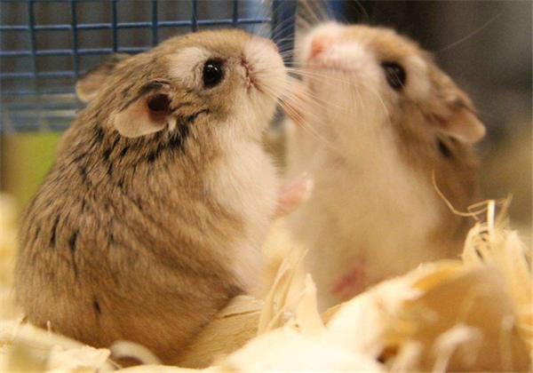 怎么拯救仓鼠伪冬眠的行为,仓鼠怎么防止伪冬眠