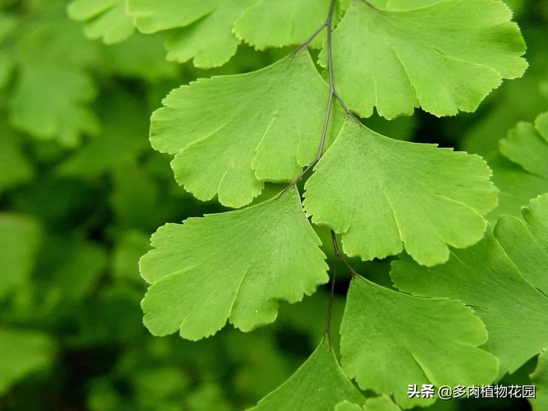 铁线蕨怎么养叶子更绿,铁线蕨怎么养好看图片欣赏