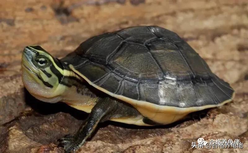 闭壳龟哪个最好看,平民闭壳龟有哪些